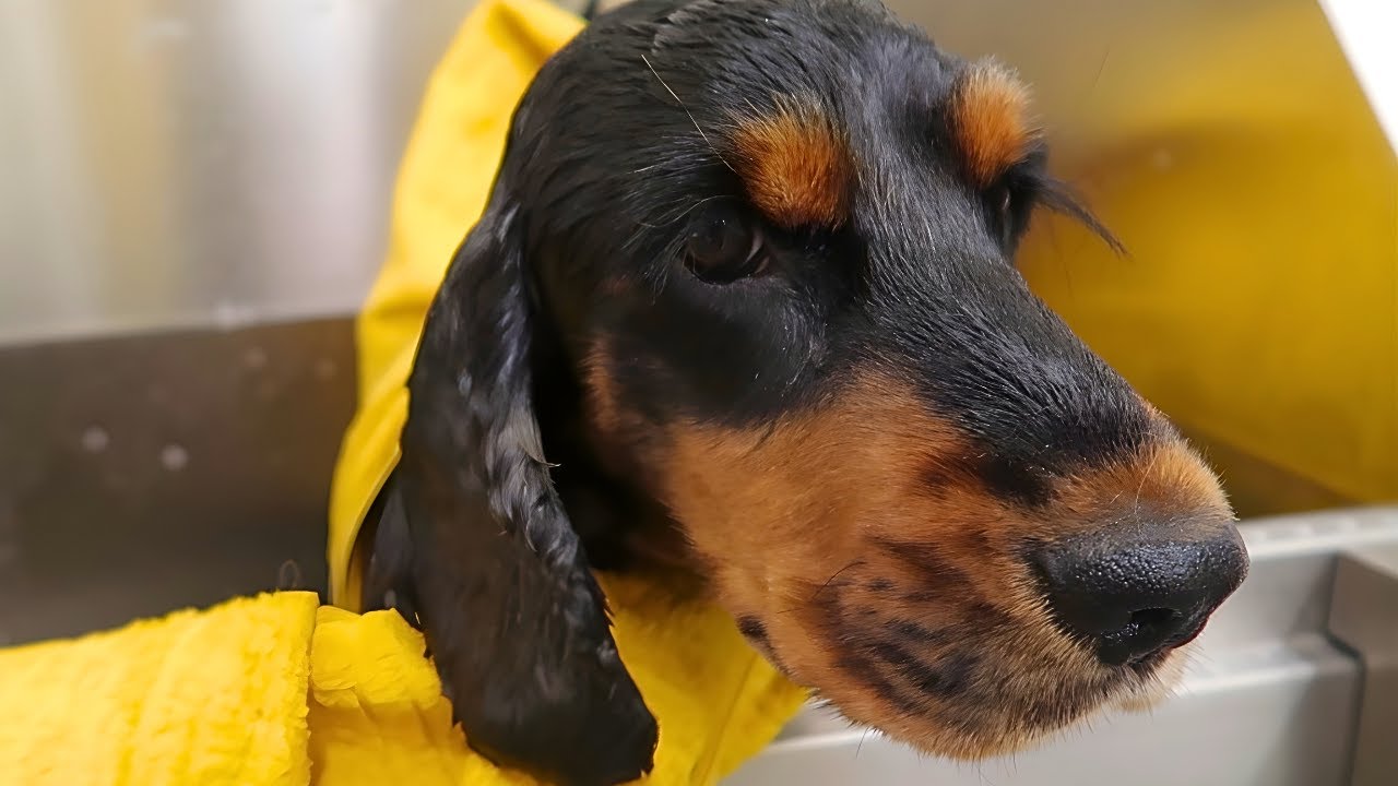 You Won't Believe How Relaxed This Cocker Spaniel Is During Grooming! 😲🐾