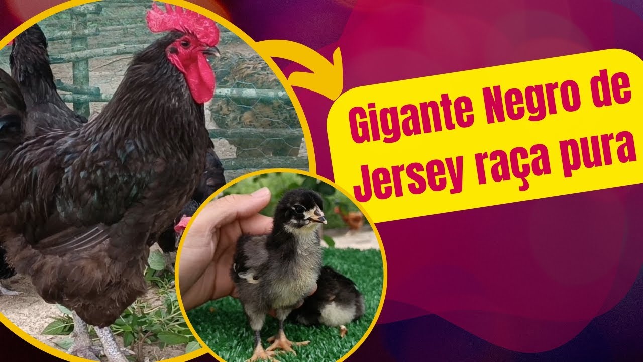 Gigante Negro de Jersey raça pura veja detalhes sobre essa raça de galinha de dupla aptidão
