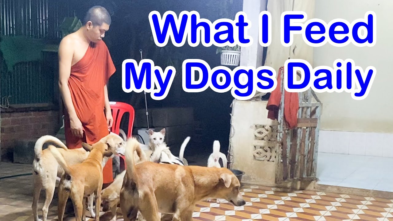 What I Feed My Dogs Daily