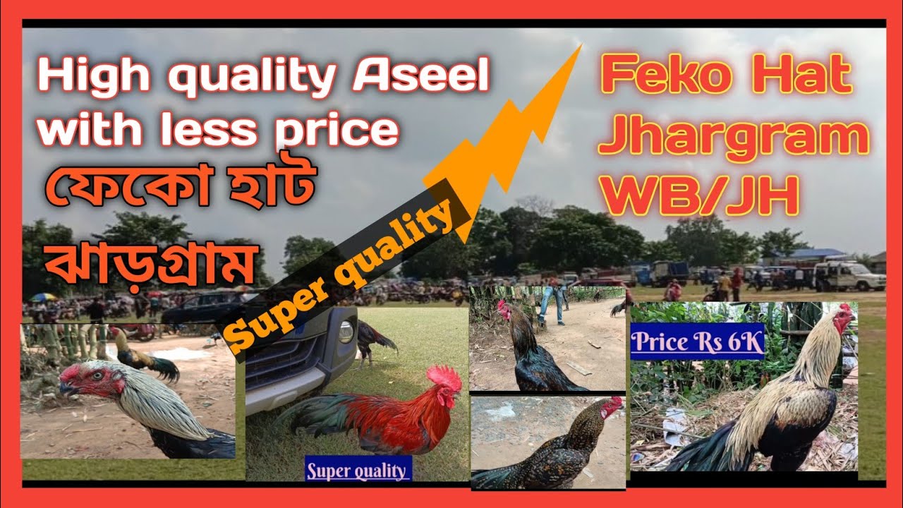Feko Haat|Jhargram district| West Bengal|Kukru |Poradih |Balarampur|Murga market| Aseel murga price