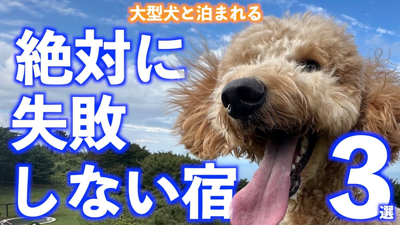 他犬が苦手な大型犬も安心！周りを気にしないでゆっくりできる宿　#大型犬と泊まれる宿#那須高原#伊豆#箱根#Leaf#エンジェルフォレスト那須＃ムーンリバージュ#ドッグリゾート天子平#レジーナリゾート