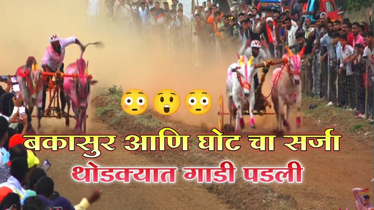 (बकासुर  आणि घोट चा सर्जा ) VS चा  (भुंगा आणि सैराट)  यांची तुफानी लढत 🔥