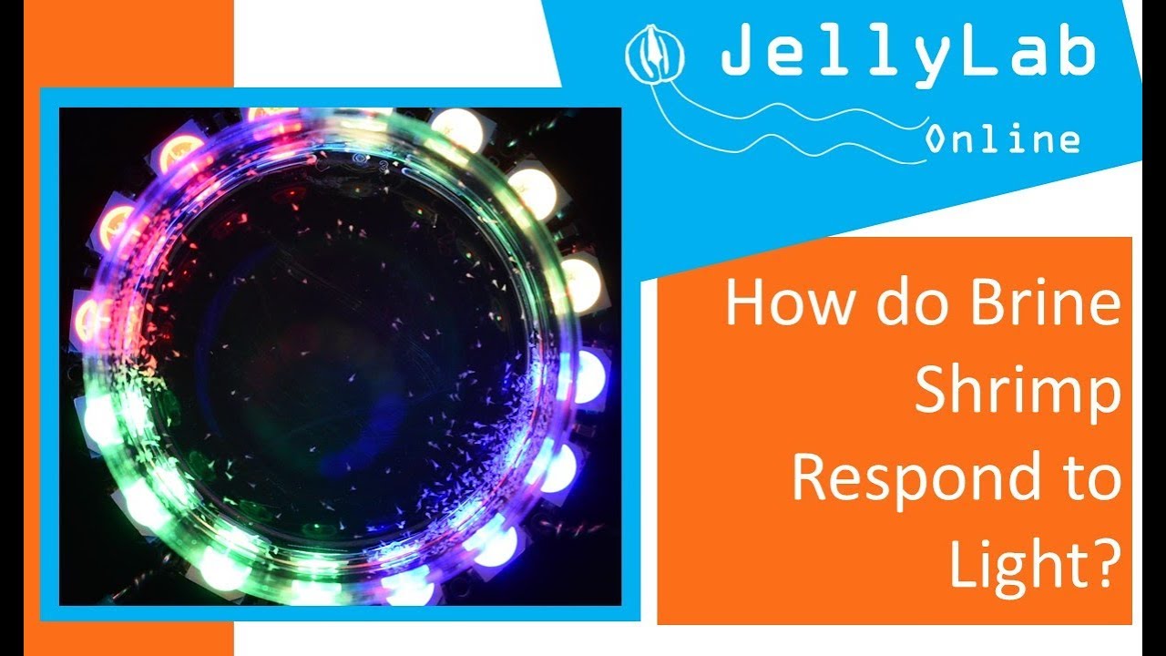 JellyLab Online (video 1): How do brine shrimp respond to light?