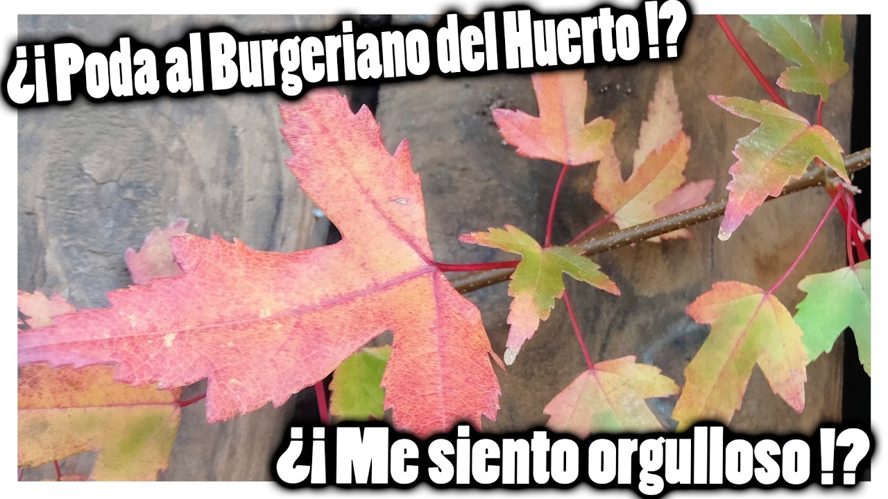 Mi burgeriano del huerto de bonsáis a maceta, la poda de otoño del 2024!