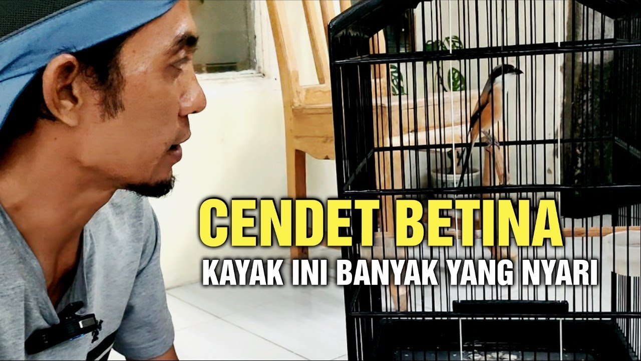 Cendet betina prospek kayak ini banyak yang nyari