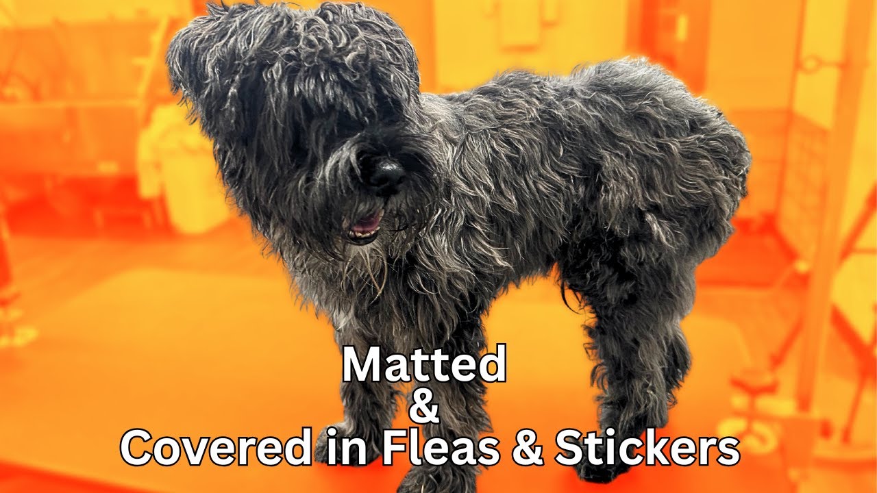 PAINFUL Matted Mess Grooming A Schnauzer