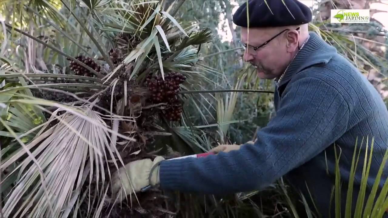 La taille en détail  'Les palmiers' HD