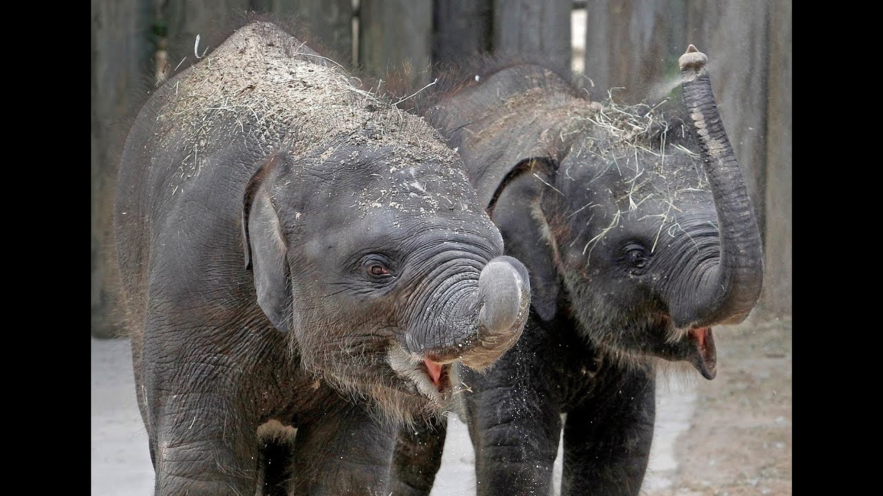 Time To Party At The Zoo! Baby Elephants Turn One Year Old
