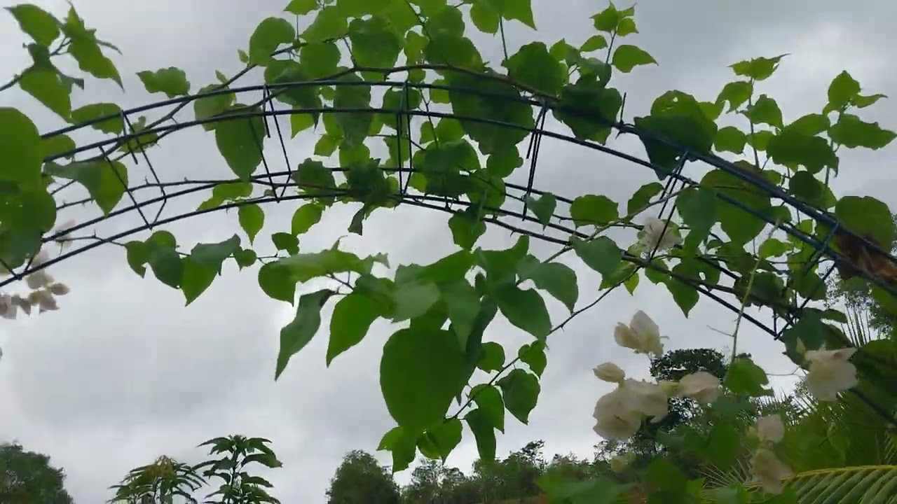 Flores e comprinha;(Construindo a chácara do zero).