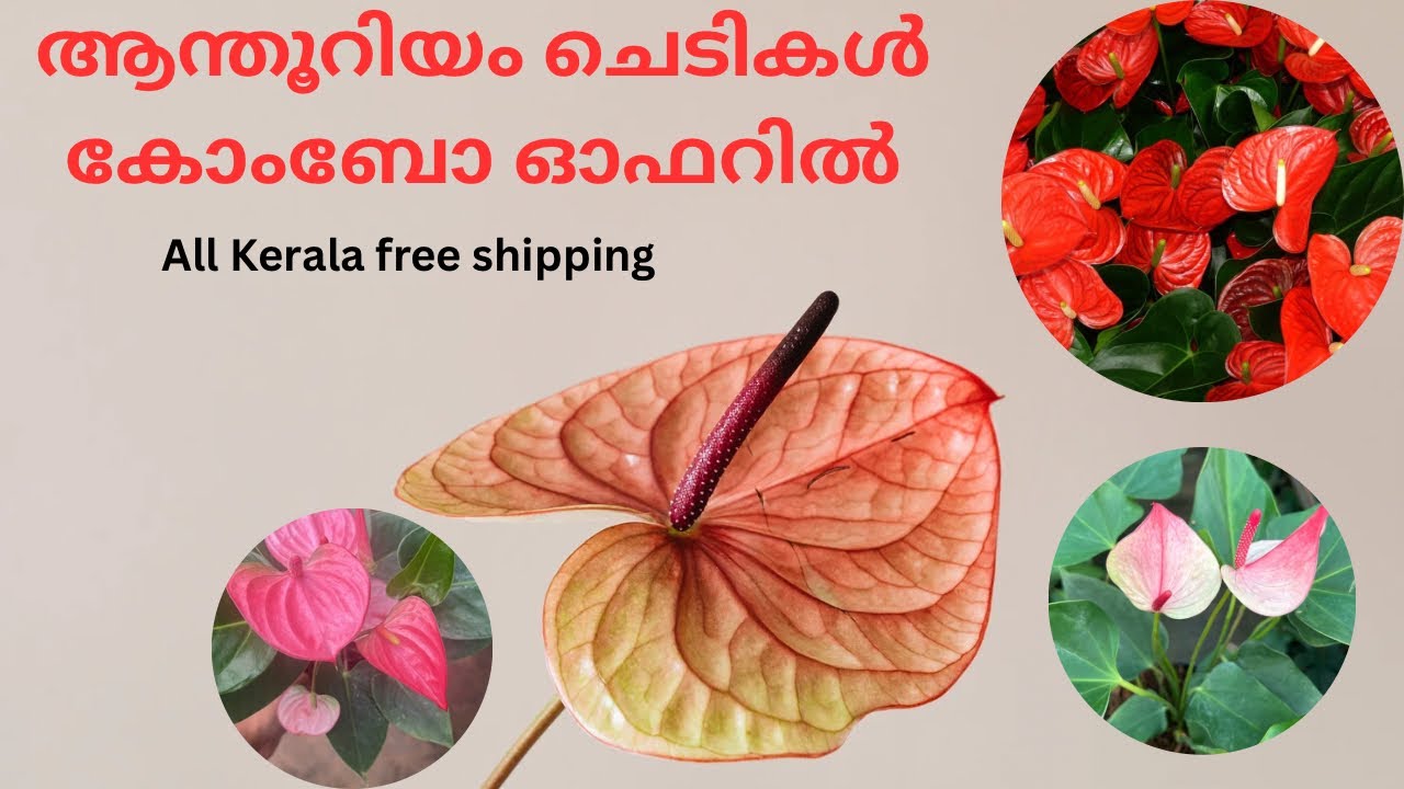 ആന്തൂറിയം ചെടികൾ കോംബോ ആയി വാങ്ങുമ്പോൾ കൊറിയർ ചാർജ് നൽകേണ്ടതില്ല. #leafgarden #anthurium #plants 