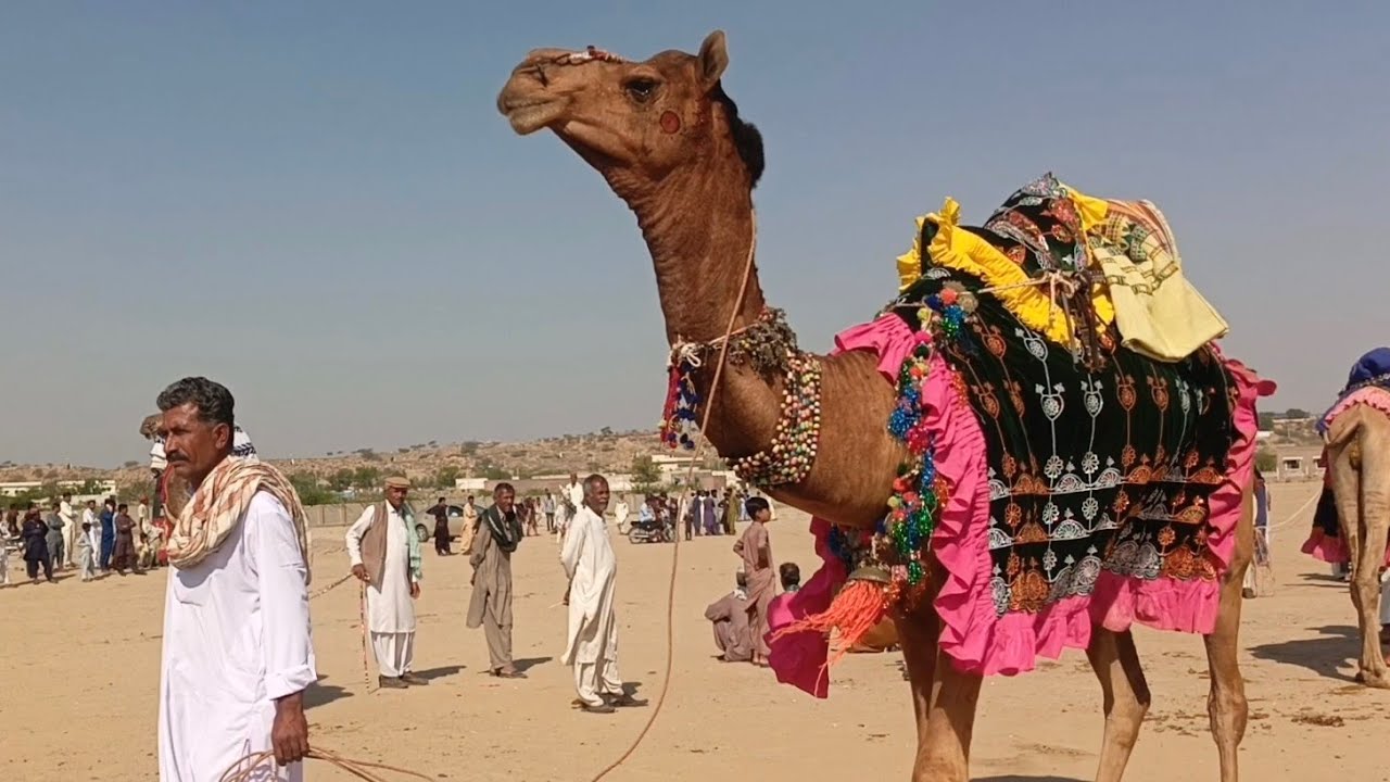 Heavy weight camel in camel festival
