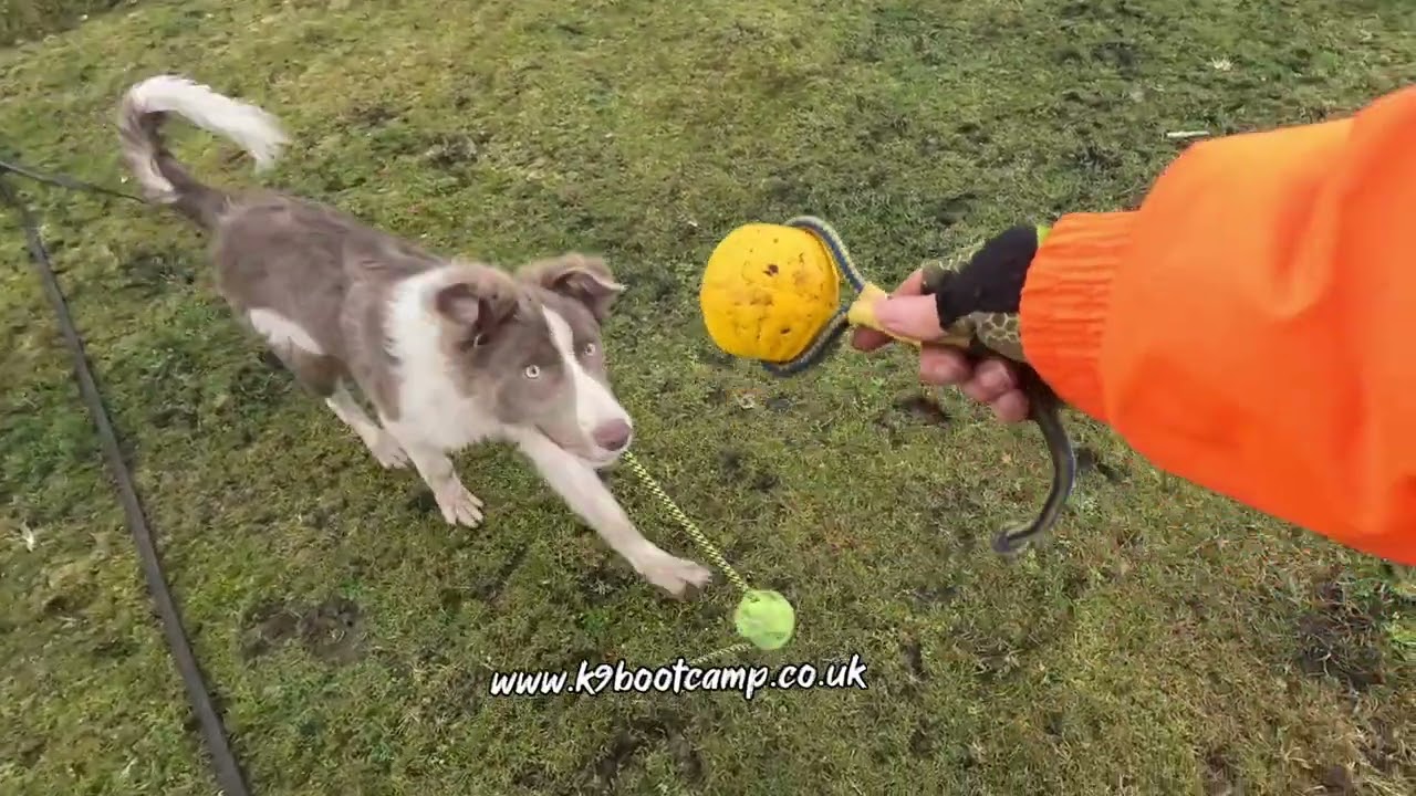 Puppy class. Focus, Lure and recall