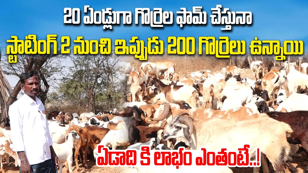 20 ఏండ్లుగా గొర్రెల ఫామ్ చేస్తునా... | Sheep Farming | Gorrela Pempakam | Kiran TV Rythu