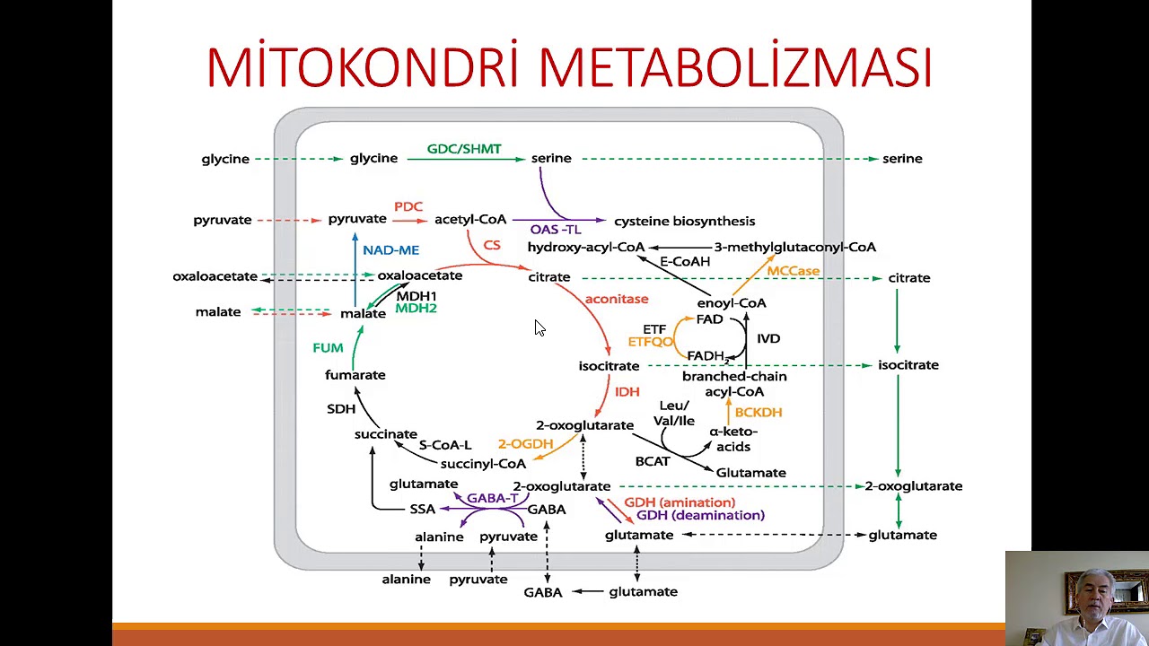 Mitokondri - Biyolojik Oksidasyon - Elektron Taşıma Zinciri - Oksidatif Fosforilasyon