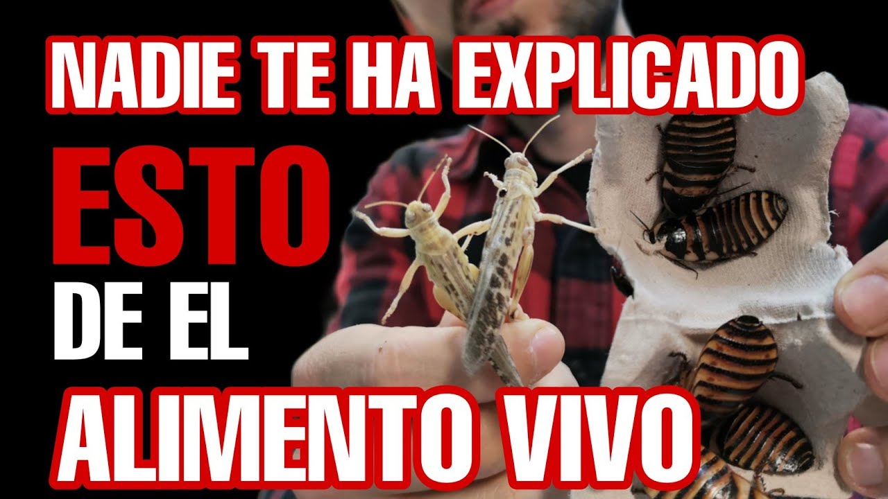 CÓMO escoger CORRECTAMENTE el ALIMENTO de nuestros REPTILES Y ANFIBIOS. lo estais haciendo bien? 🤔🤯😉