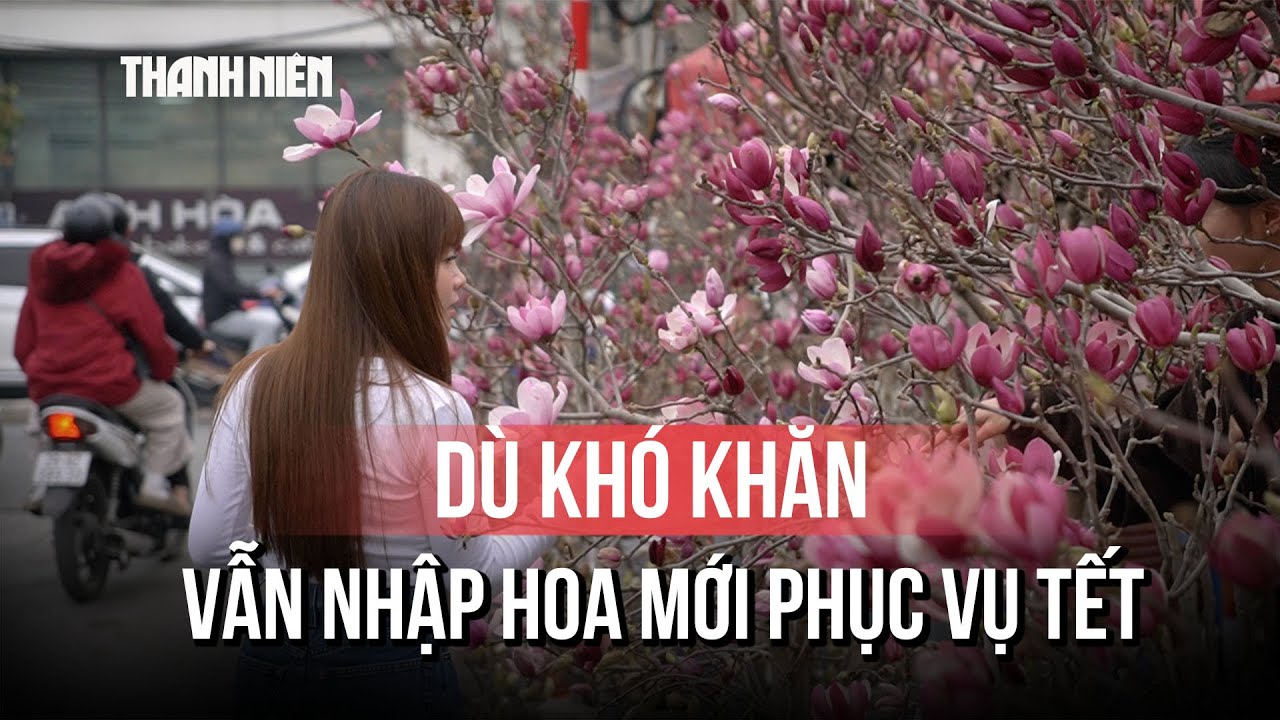 Cận cảnh hoa mộc lan gây 