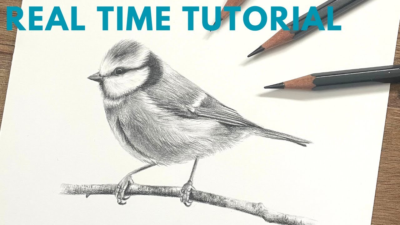 Realistic Blue Tit Graphite Drawing Tutorial - REAL TIME