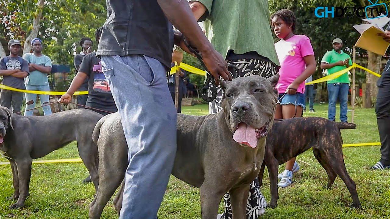 Cane Corsos 'clash' at first ever Cane Corso Specialty Dog Show in Ghana