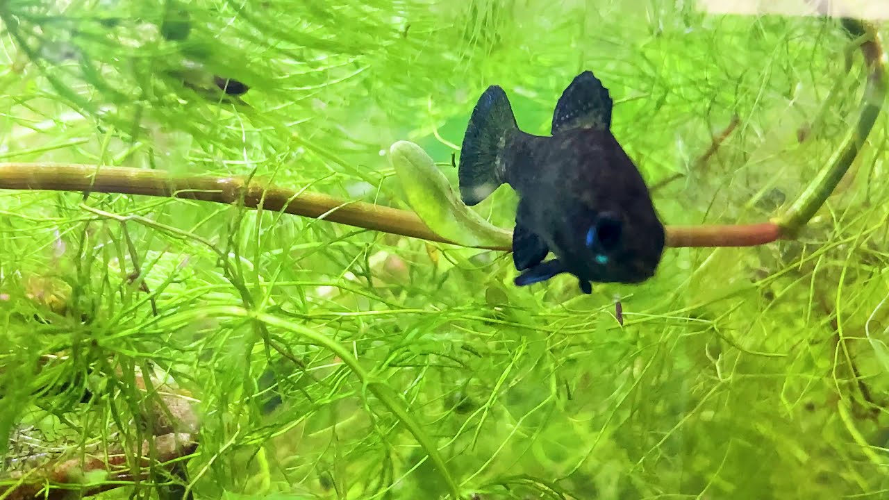 Mating Ritual of the Gulf Coast Pygmy Sunfish