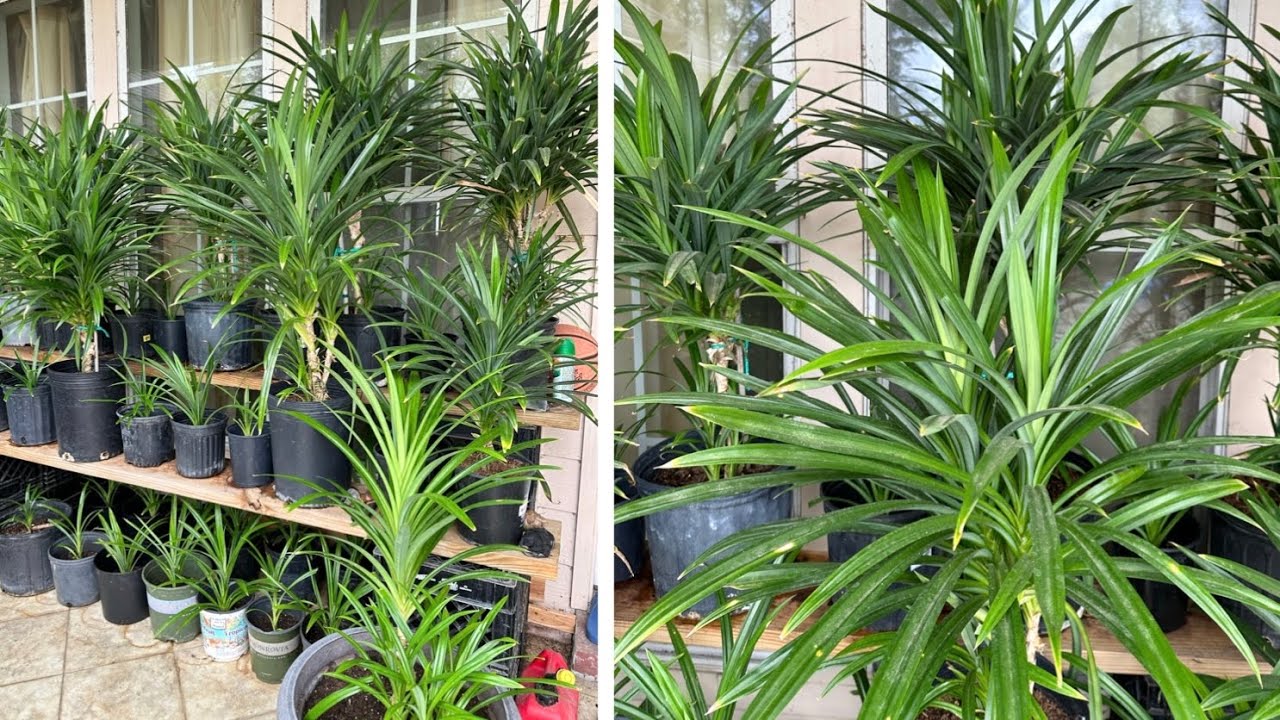 Cây lá dứa khổng lồ và cách trồng không bị chết | giant pandan plant
