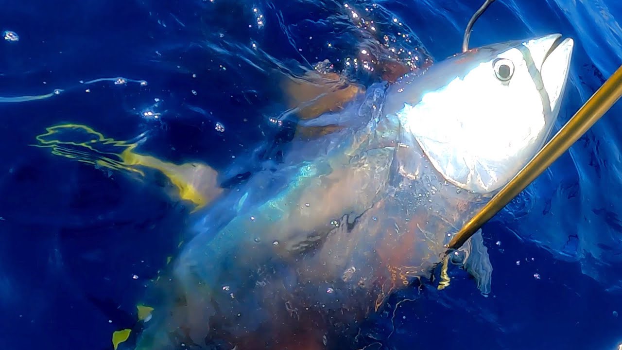 Doc: Spearfishing yellowfin tuna on F.A.D. Chasse sous-marine aux thons jaunes/ albacore sur D.C.P.