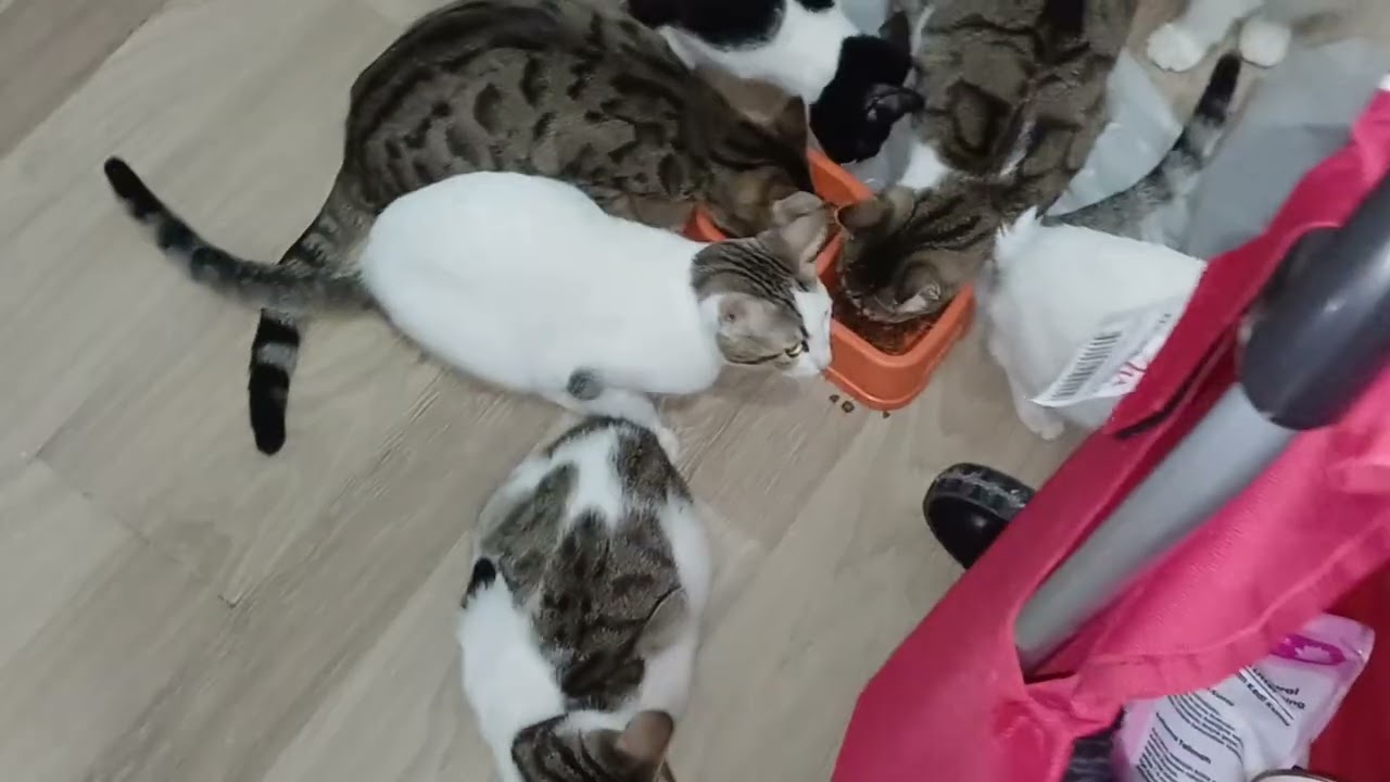 İNANIN ARTIK  BU MASUMLARA YAPILANLANLARA DAYANAMIYORUM