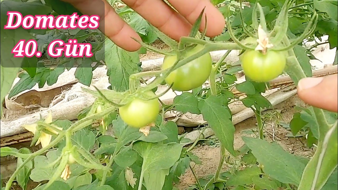 Domates 40.gün ilk meyveler gözükmeye başladı. domates yetiştiriciliği mersin Tarsus Alifakı köyü