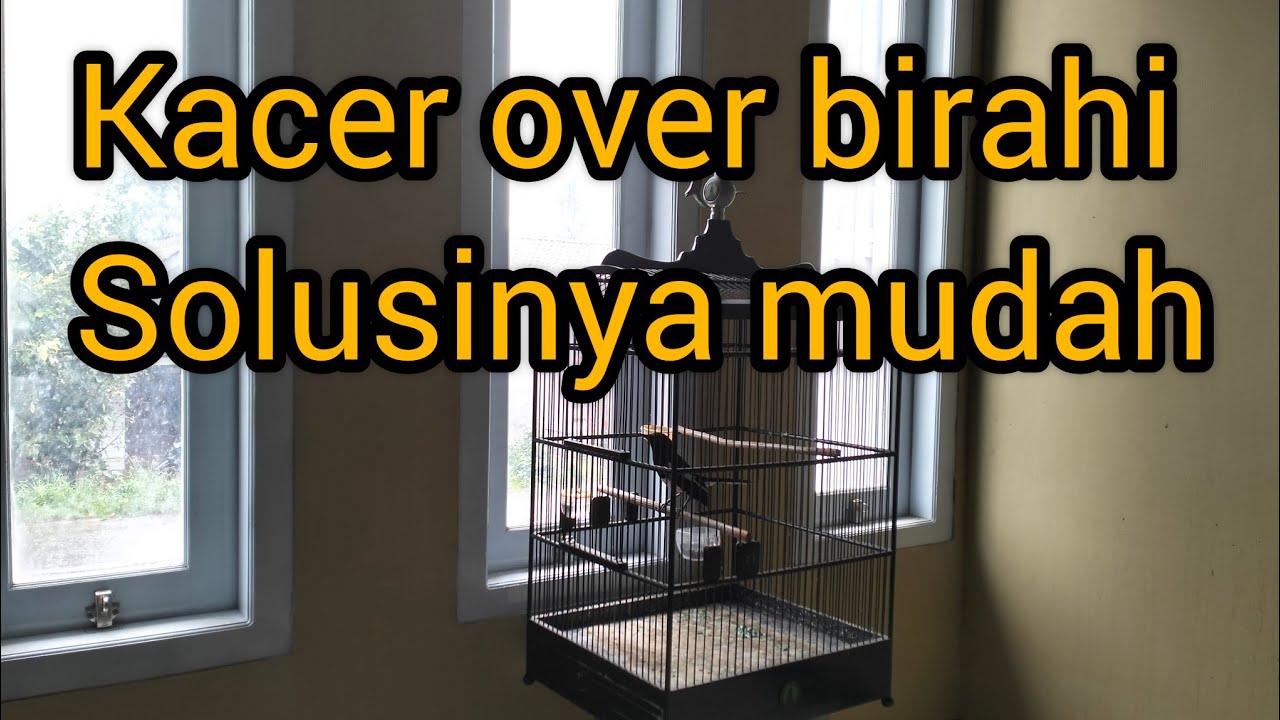 cara mengetahui Kacer over birahi
