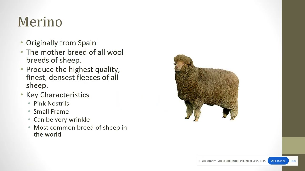 The Sheep Industry
