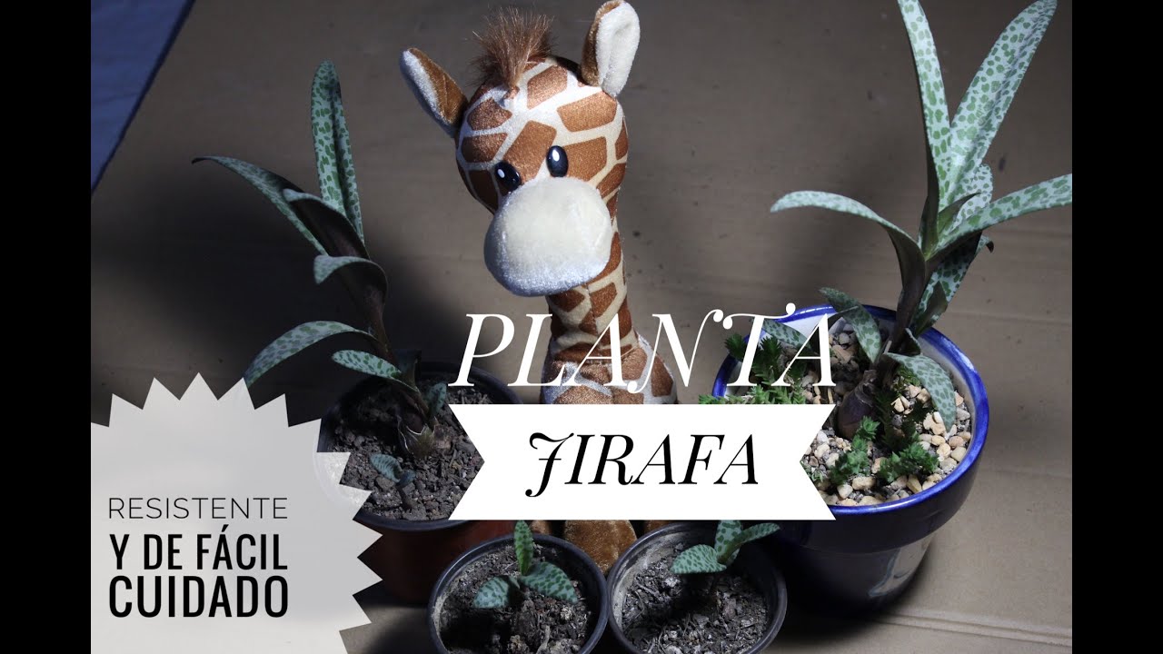LEDEBOURIA SOCIALIS 🌿/CUIDADOS Y REPRODUCCIÓN #suculentajirafa #escila #JacintodeMadera #ledebouria