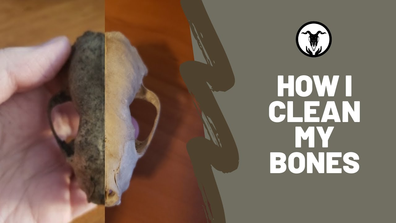 Bone Cleaning Guide