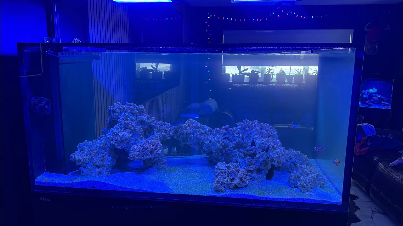 The Peninsula Reef is Alive