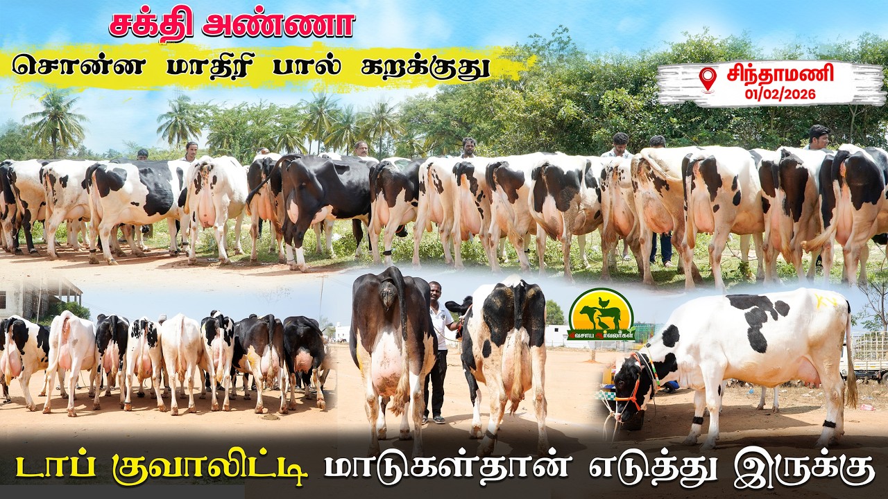 பால் அளவில் ஏமாற்றம் இல்லை | உண்மையான மாடு விற்பனை @விவசாய ஆர்வலர்கள் Vivasaya Arvalargal