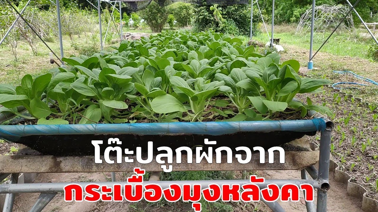 โต๊ะปลูกผักจากกระเบื้องมุงหลังคา (Growing vegetable on the table) Farm Station