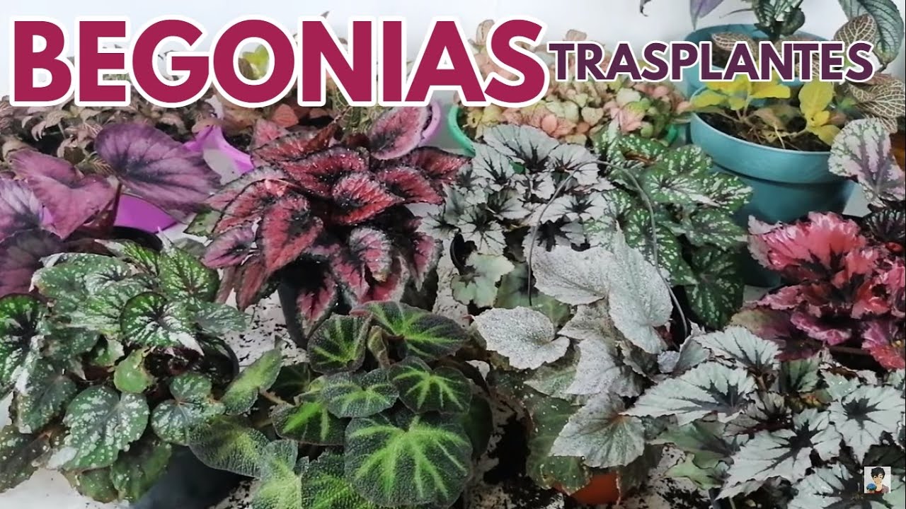 begonias cuidados y trasplantes CHUYITO JARDINERO