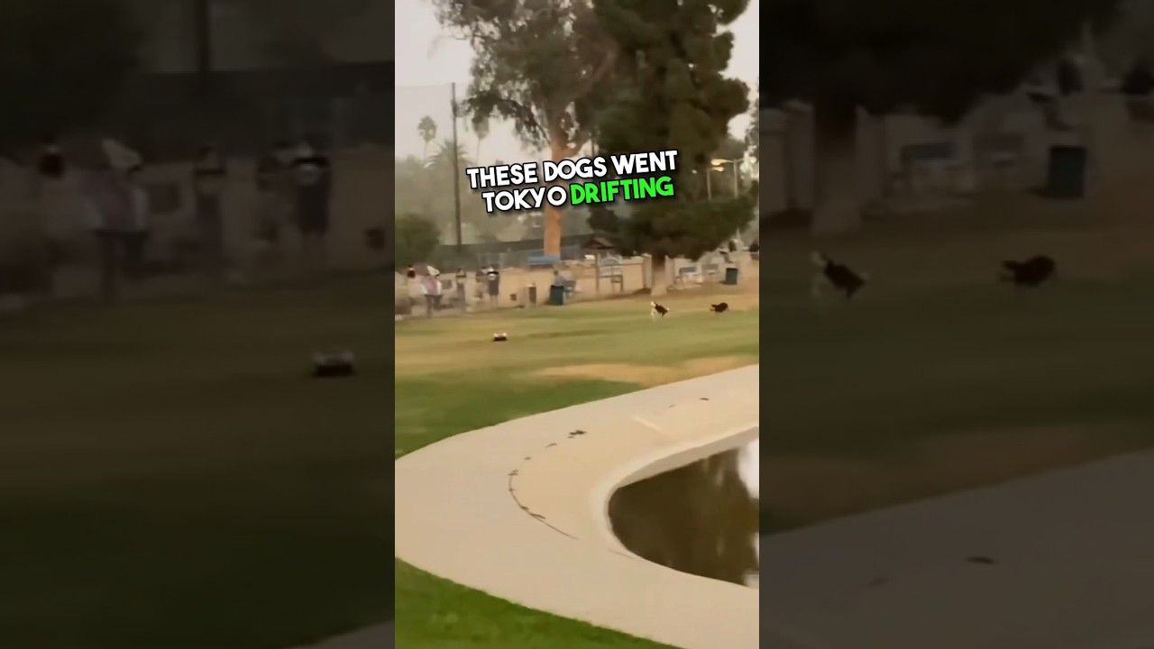 This guy brought an RC CAR to the dog park 😂