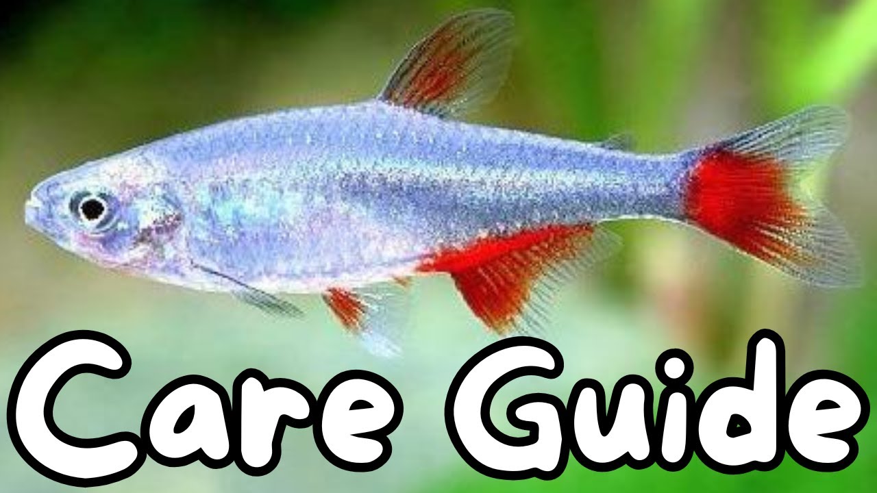 Bloodfin Tetra Care Guide