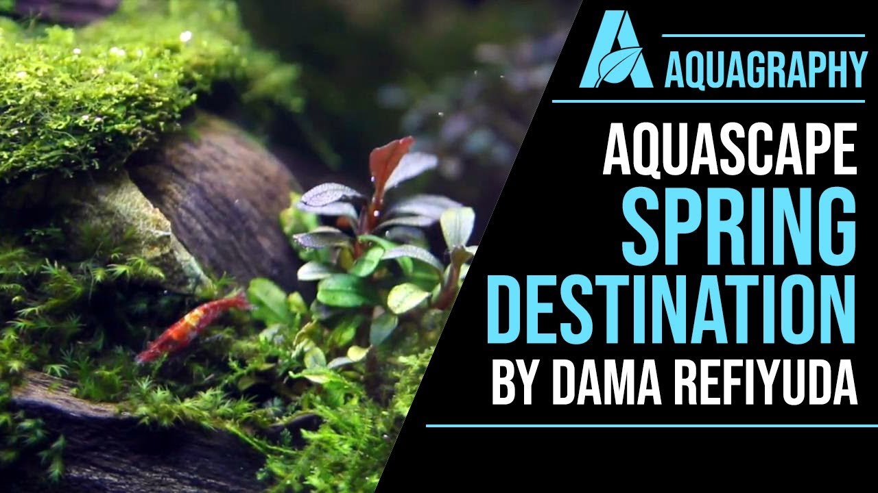 Aquagraphy - Spring Destination - Aquascape by Dama Refiyuda - 33th IAPLC 2017