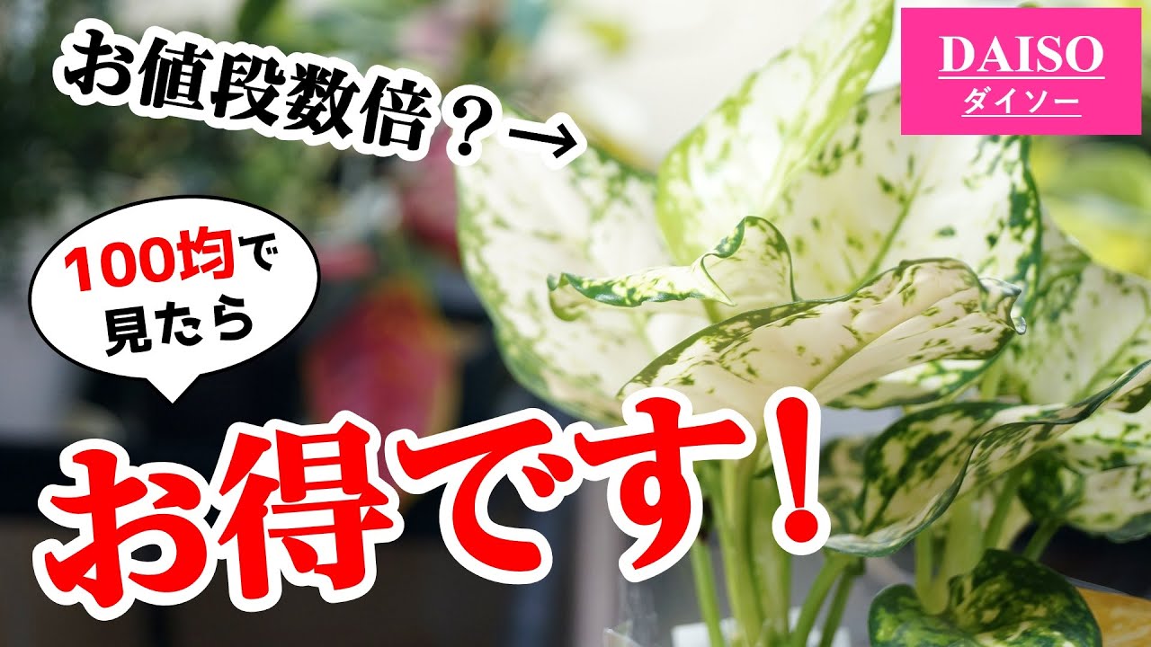 100均で買える…！本当は数倍の価格がつく観葉植物がこちらです♪【アグラオネマ】