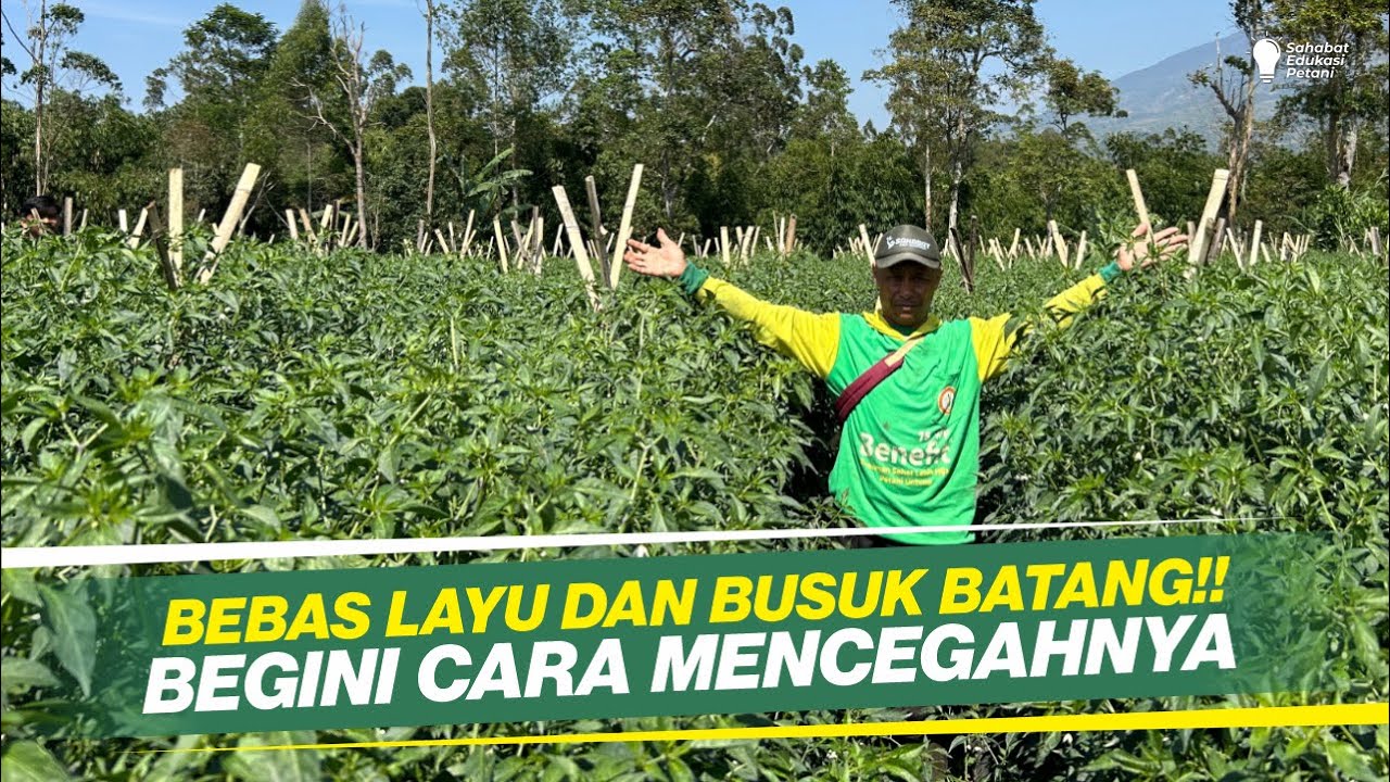 TANAMAN SEHAT BEBAS LAYU DAN BUSUK BATANG!! CARA MERAWAT CMK DI MUSIM HUJAN!!