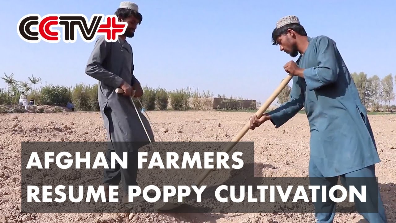 Afghan Farmers Resume Poppy Cultivation