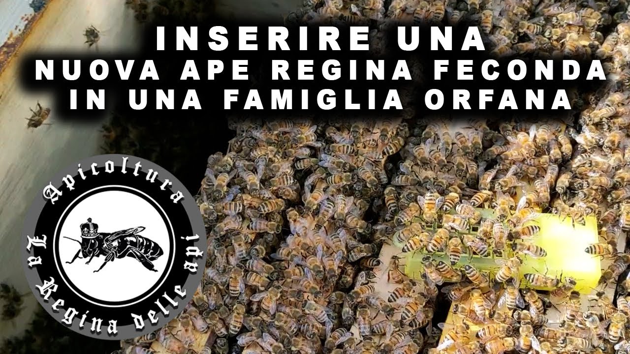Inserire una nuova ape regina feconda in una famiglia orfana