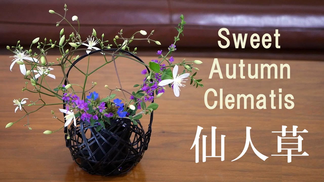 【生け花】小花を竹籠に【ikebana】仙人草/ミソハギ/Flowers in the basket/Sweet Autumn Clematis/籃子裡的花/Flores na cesta/有毒植物