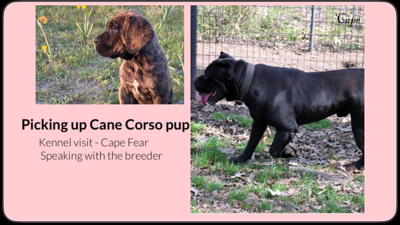 Visiting another Cane Corso kennel - A new puppy joins our pack!