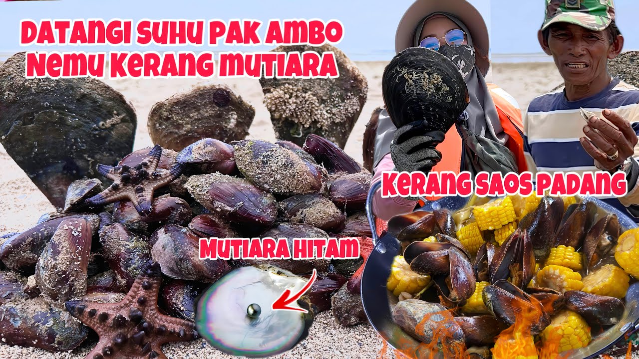 KERANG KAPAK SEGEDE KEPALA‼️Mudahnya Berburu Kerang Pama & Kerang Kapak