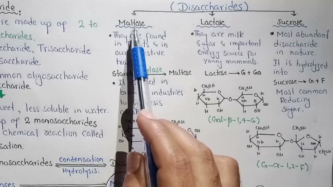 Oligosaccharides | Disaccharide | Maltose, Lactose And Sucrose In Urdu Hindi