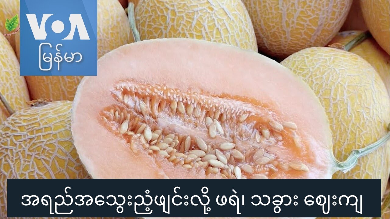 အရည်အသွေးညံ့ဖျင်းလို့ ဖရဲ၊ သခွား ဈေးကျ “လယ်ယာစီးပွားသတင်းများ”