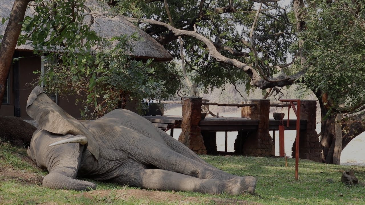 SLEEPING ELEPHANT at Mfuwe Lodge!