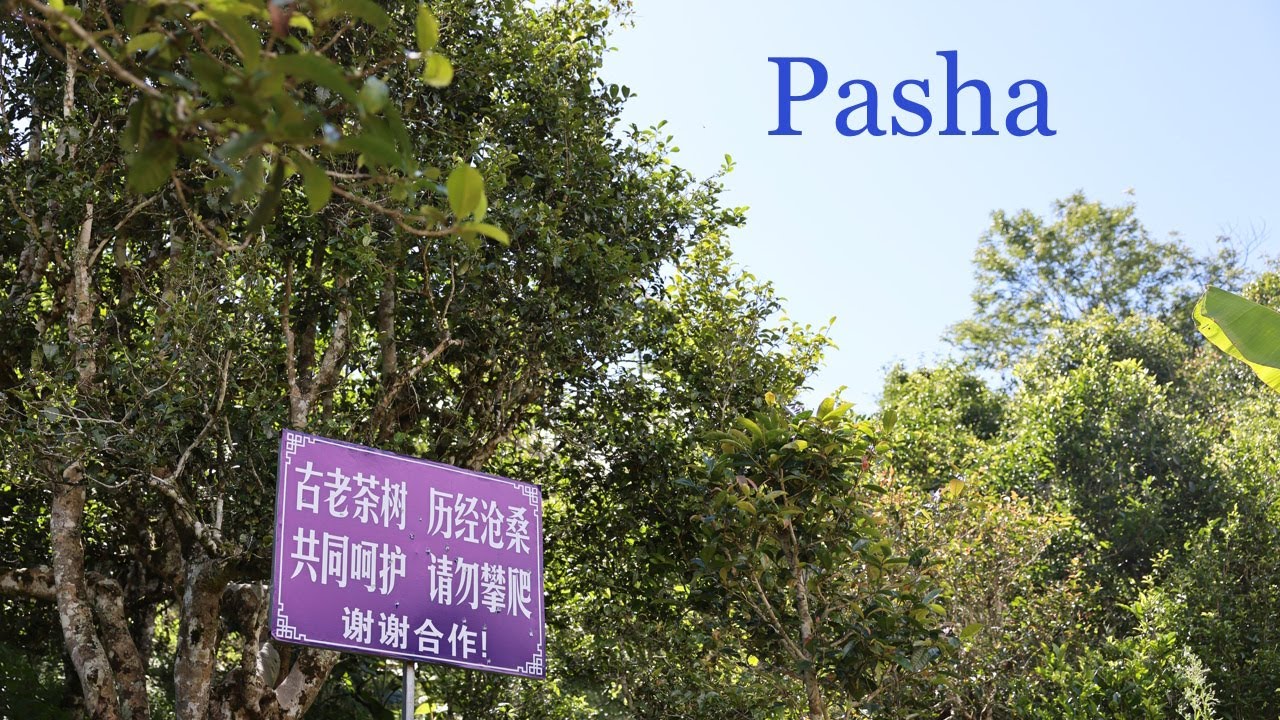 Virtual road trip to Pasha tea mountain