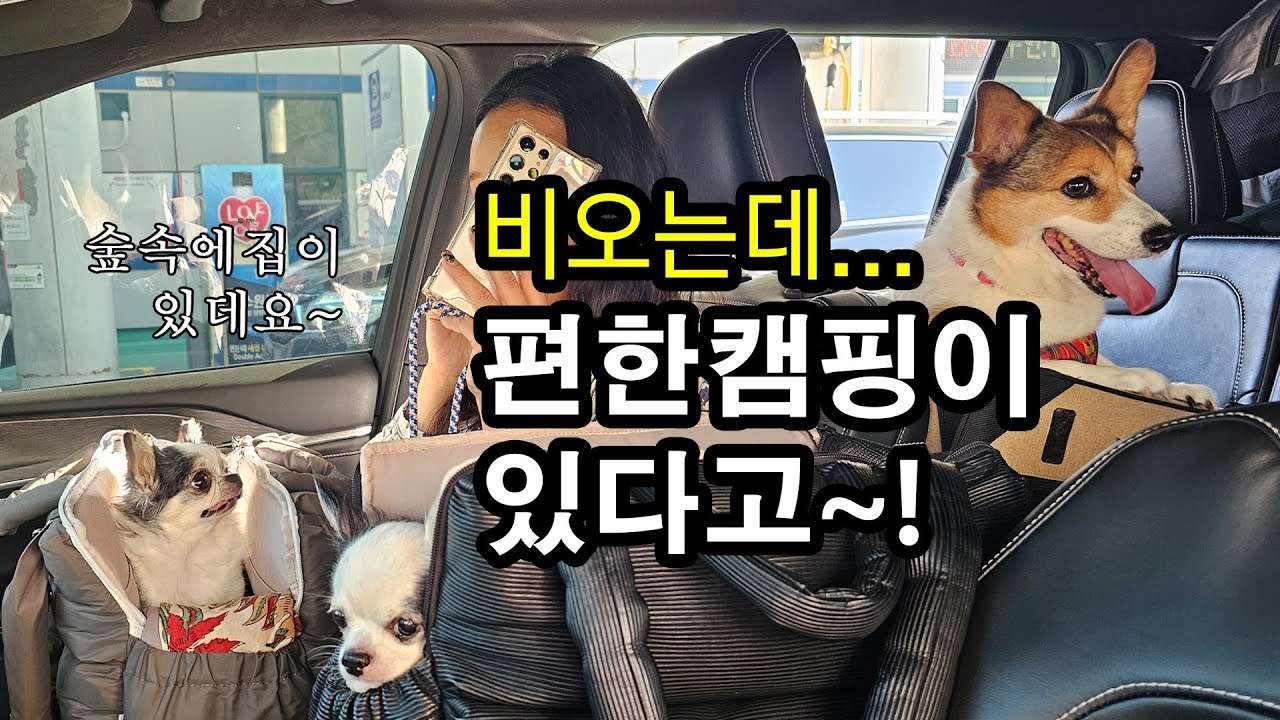 비오는 늦여름캠핑/애견캠핑/숲속캠핑